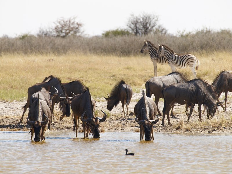 Etosha National Park, Zebra, Gnu, Aroe
        Waterhole